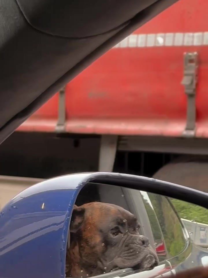 Buddy schaut aus dem Autofenster, im Seitenspiegel sieht man seine Nase