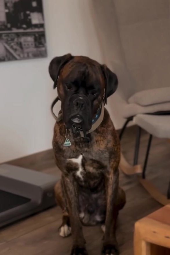 Buddy sitzt im Wohnzimmer und schaut mit seinem berühmten Blick in die Kamera
