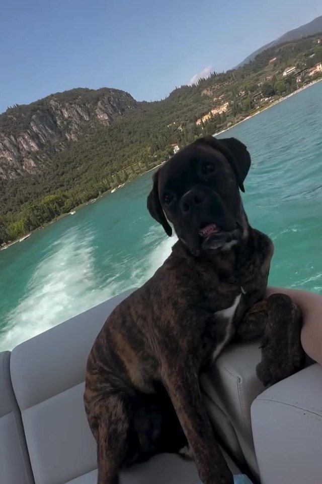 Buddy sitzt auf der Bootsbank, hinter ihm türkises Wasser und Berge am Gardasee