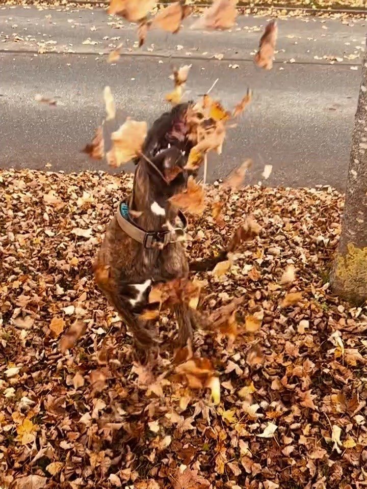 Buddy springt durch einen Haufen Herbstlaub