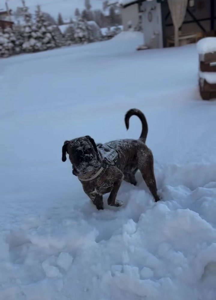 Buddy tobt im tiefen Schnee