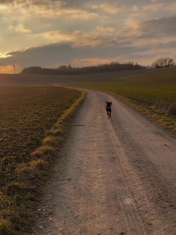 Feldweg im Abendlicht, Buddy läuft weit vorne