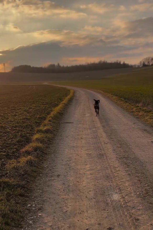 Feldweg im Abendlicht, Buddy läuft weit vorne